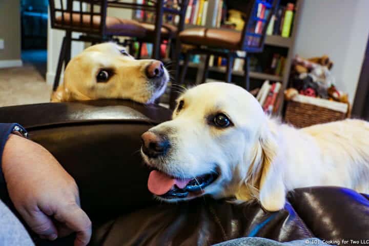 Inside dogs with big smiles.