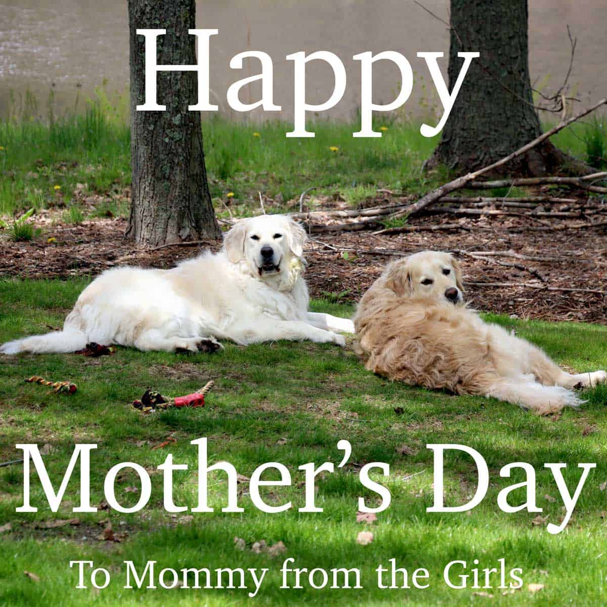 Graph of dogs for mothers day