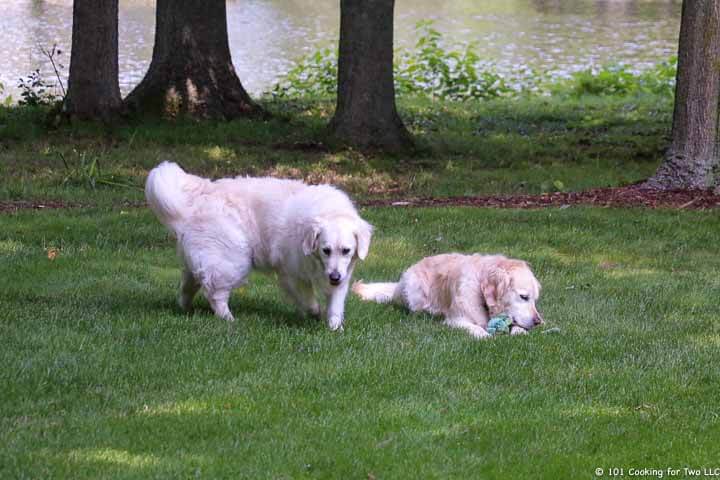 Molly and Lilly with a ball