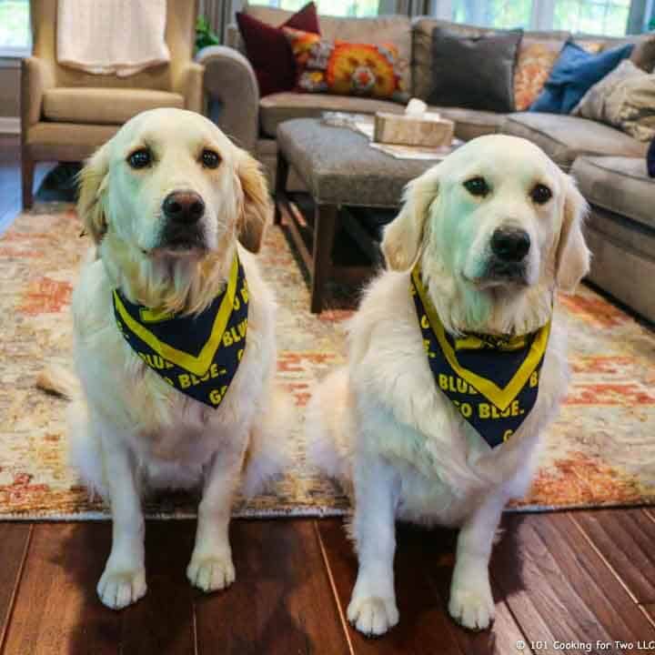 two dog in Michigan bandanas