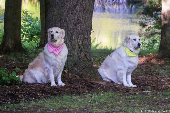 Dogs by a tree.