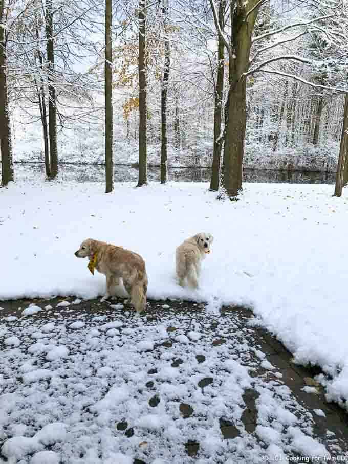 Dogs in snow Nov 2019