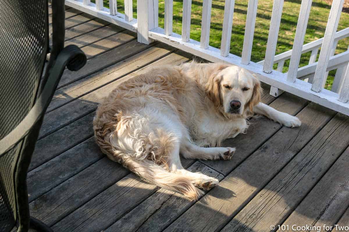 Lilly as a deck puppy