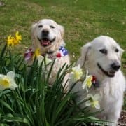 Molly and Lilly in spring flowers 2020