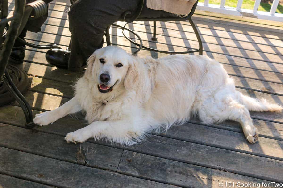 Molly as a deck puppy.