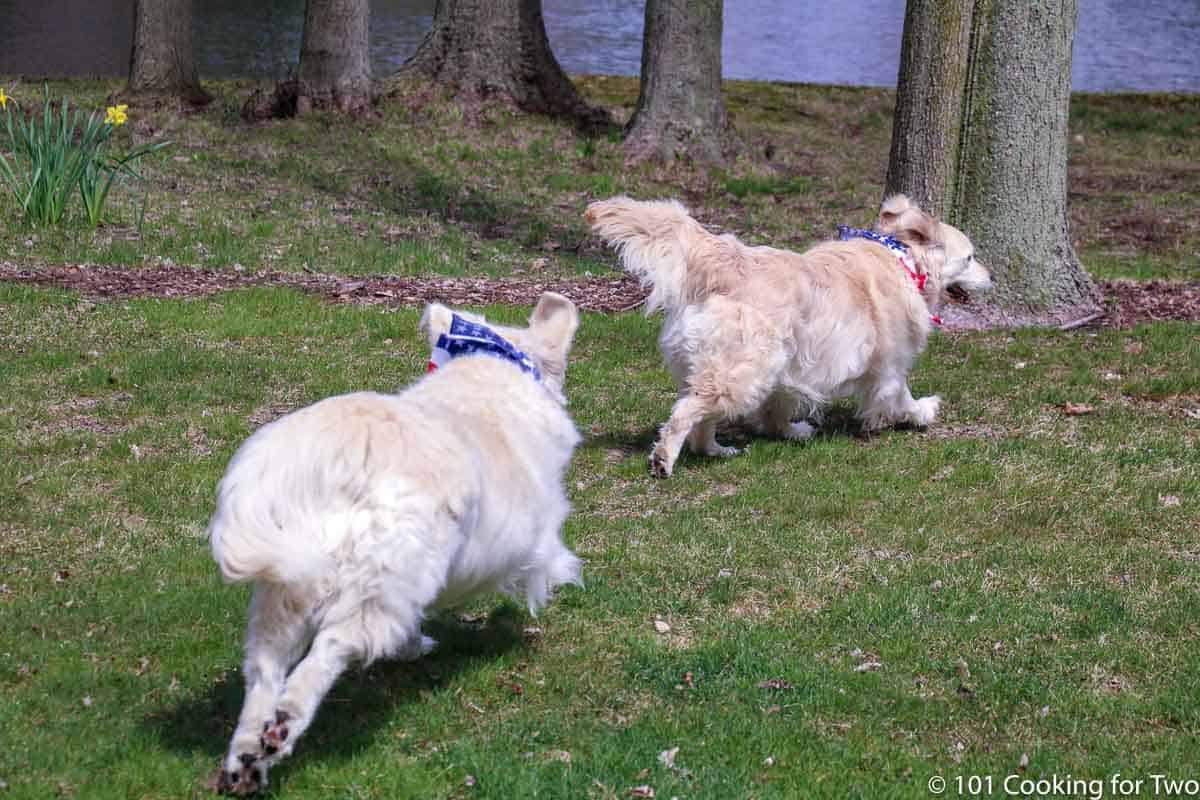 dogs running in the yard.