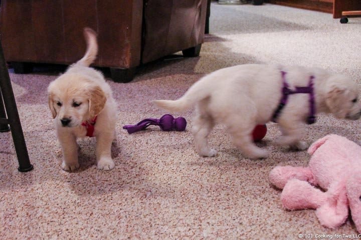 Lilly and Molly with dog toys