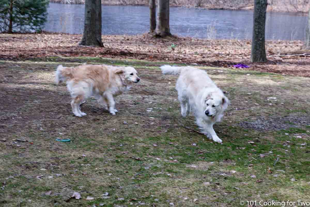 dogs playing in the yard.