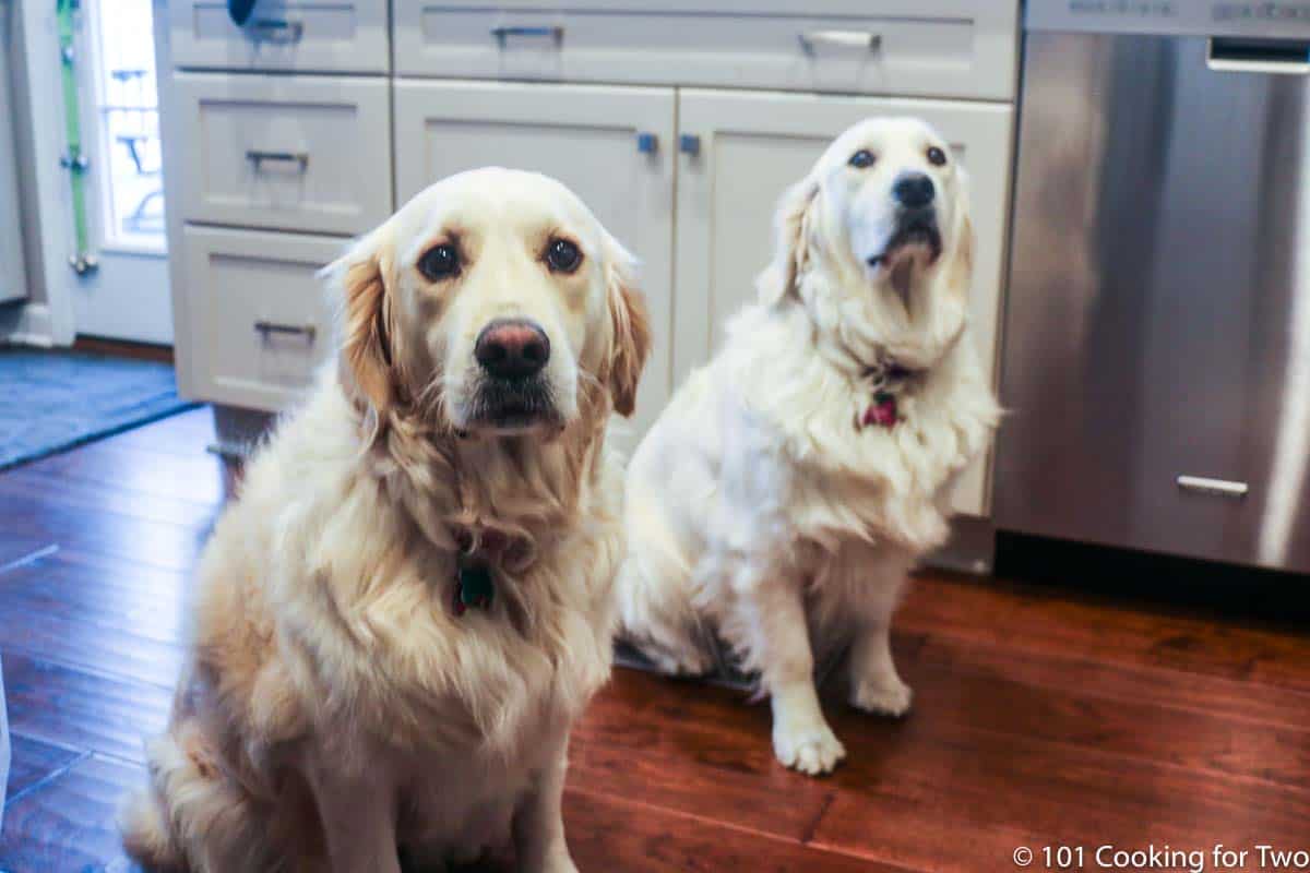 Molly and Lilly dogs supervising in kitchen.