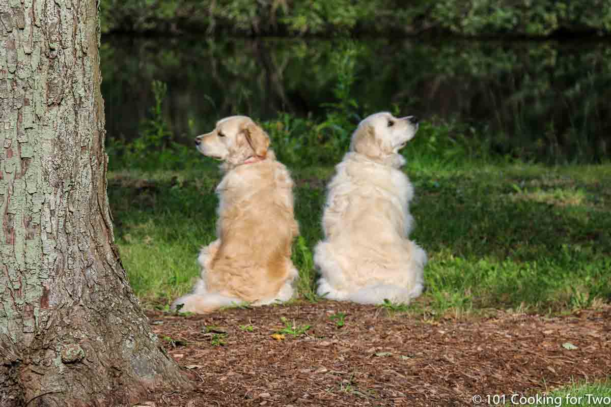 dogs by the pond