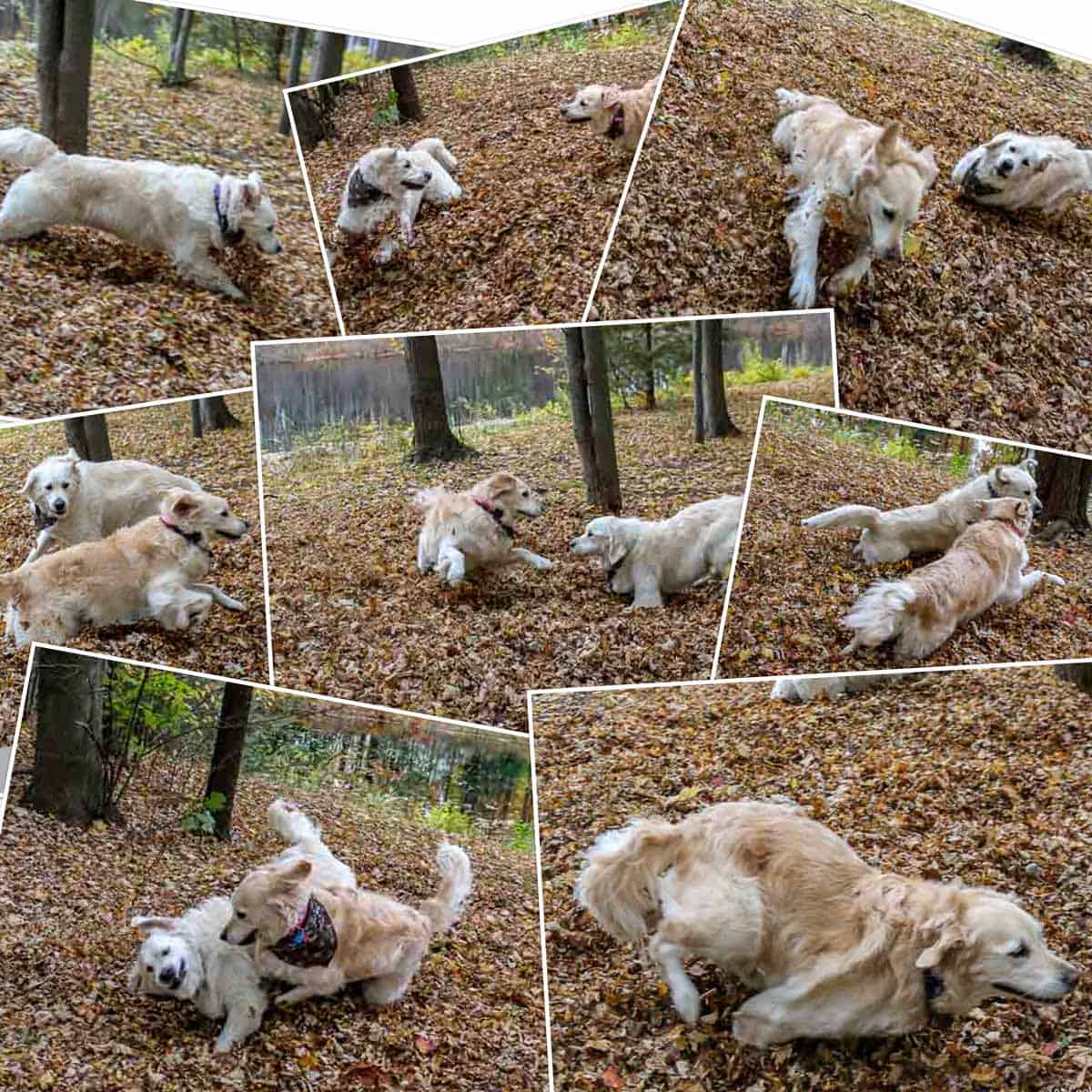 a college of dog photos running through the leaf pile.
