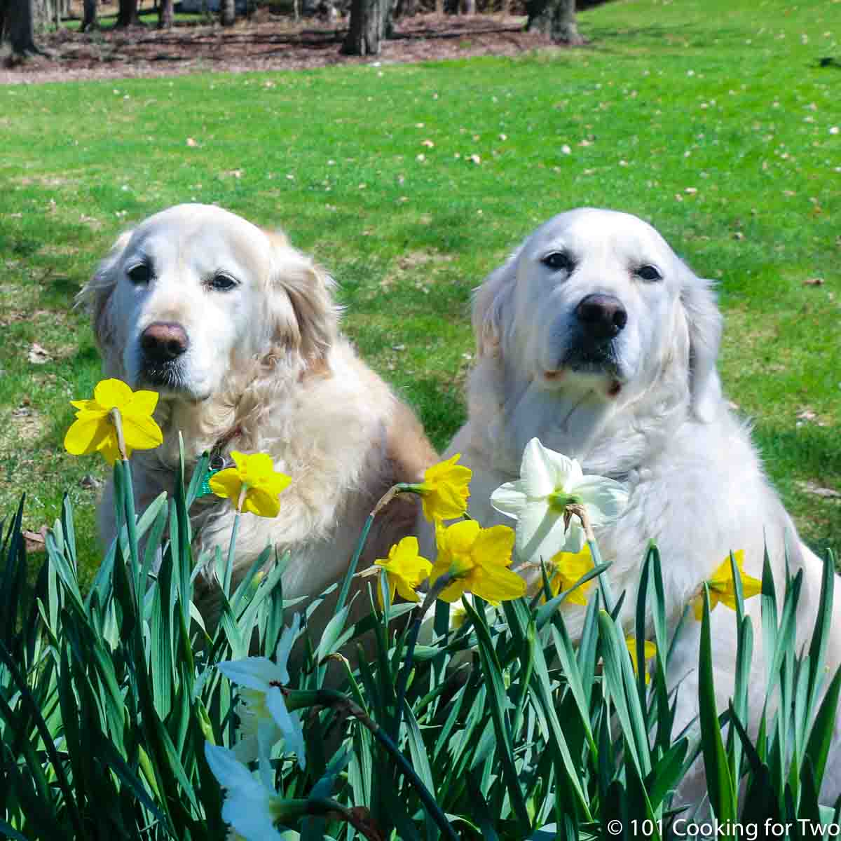 Molly and Lilly dogs setting by flower