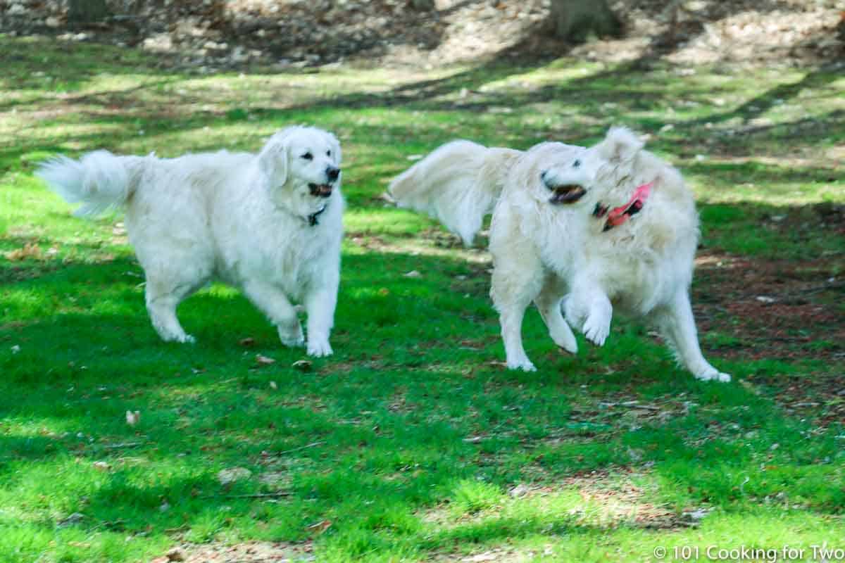 time for dog play in spring.