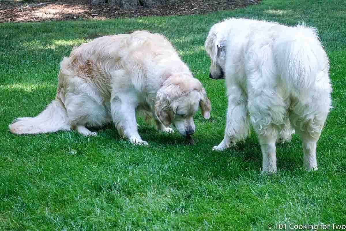 Molly and Lilly in the yard