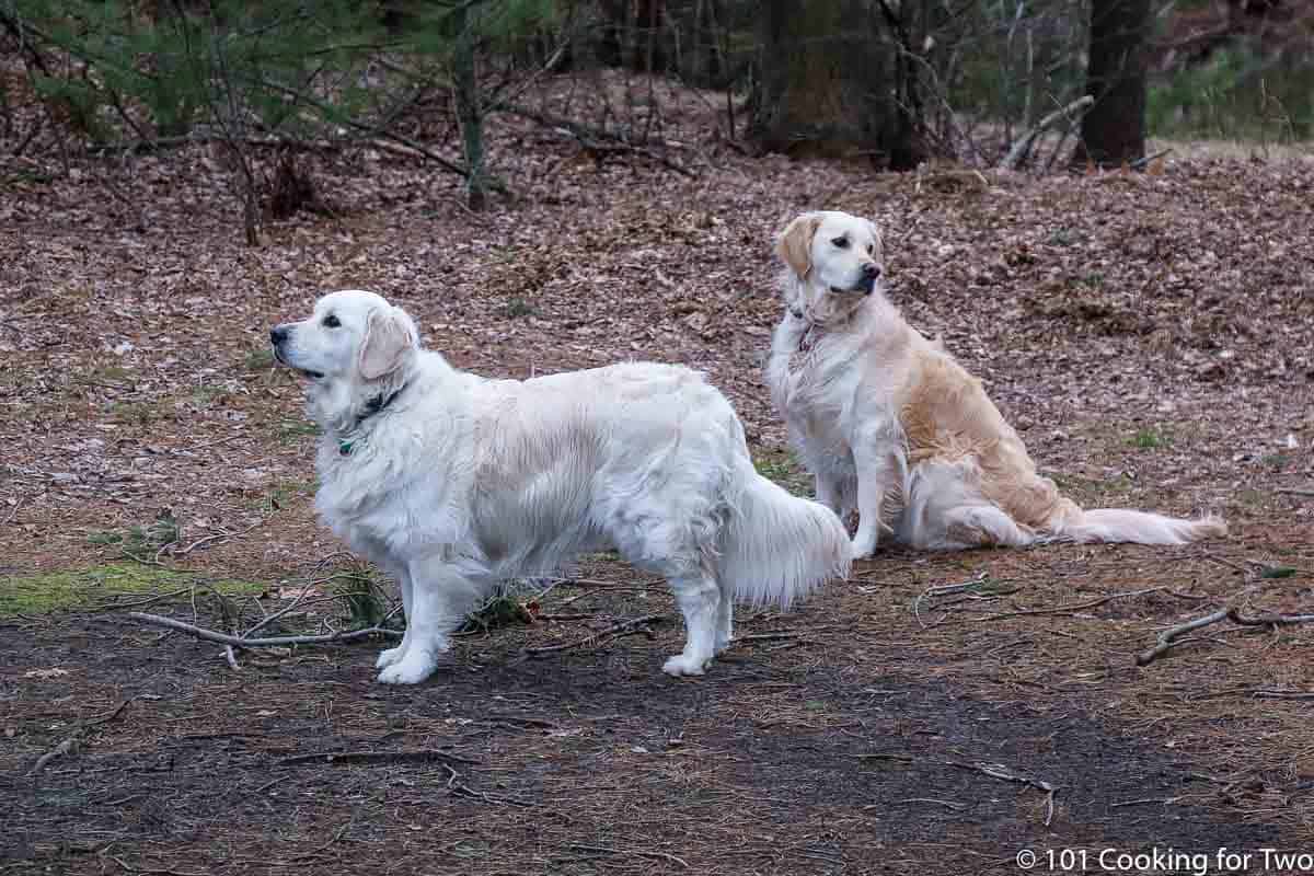 Molly and Lilly in the yard.