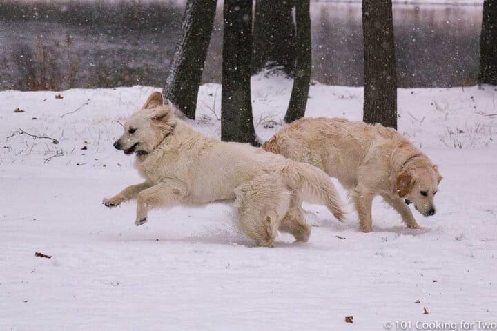 Molly and Lilly playing in snow