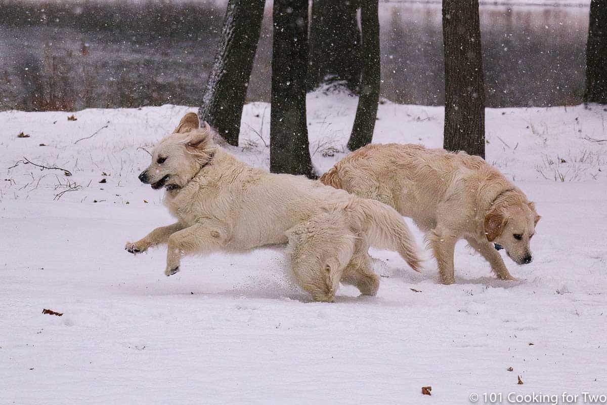 Molly and Lilly playing in snow.