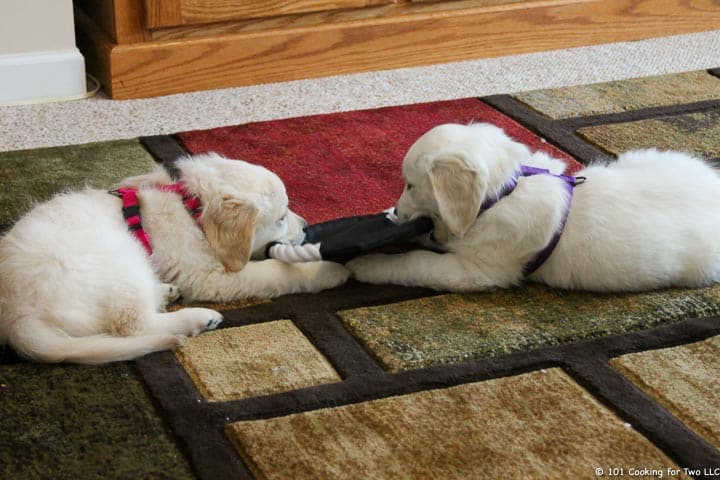 puppies with toy