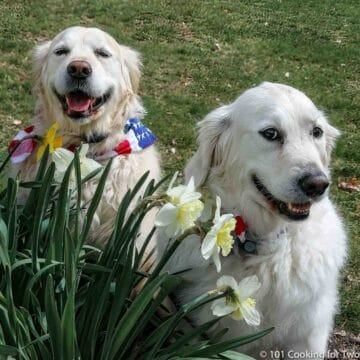 Molly and Lilly in spring flowers