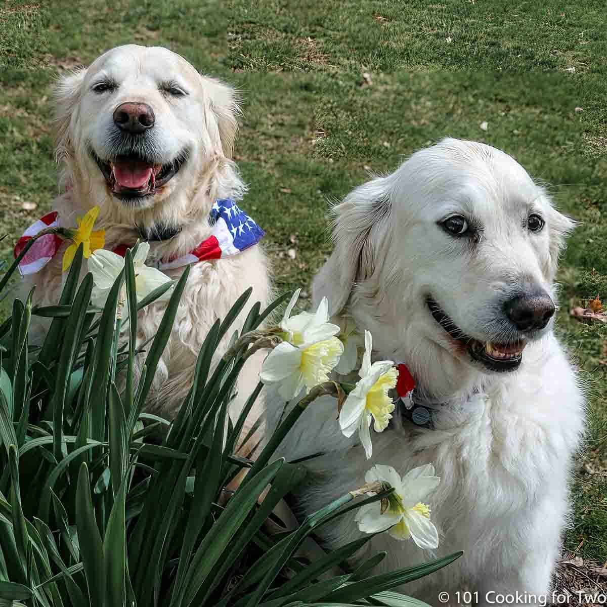 Molly and Lilly in spring flowers.