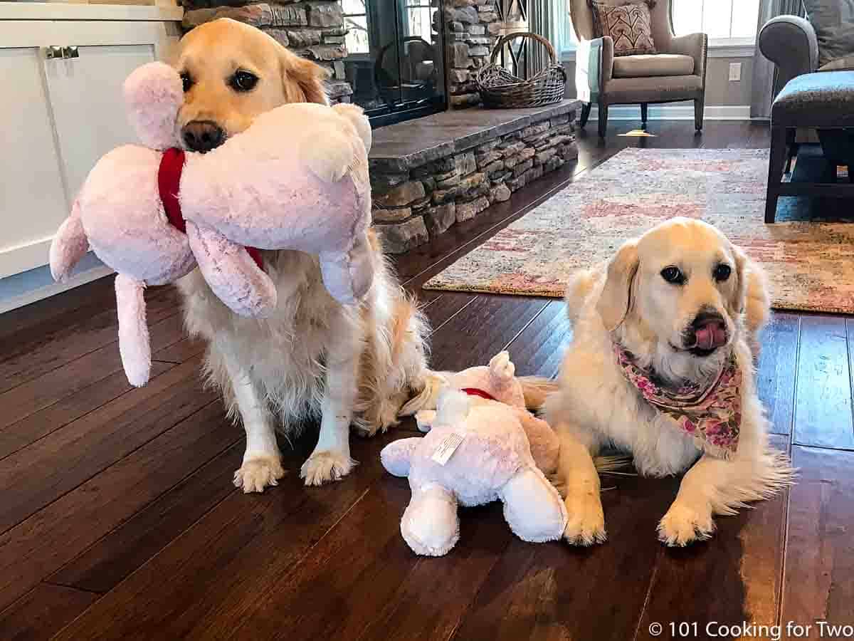 dogs with bunnies.