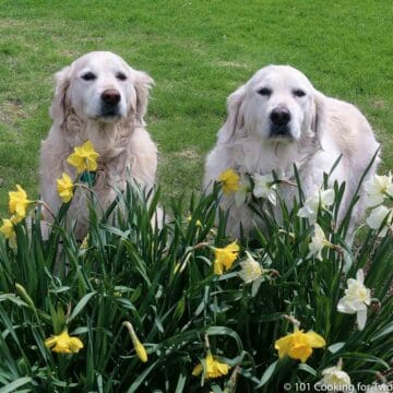 Lilly and Molly in Flowers 2022