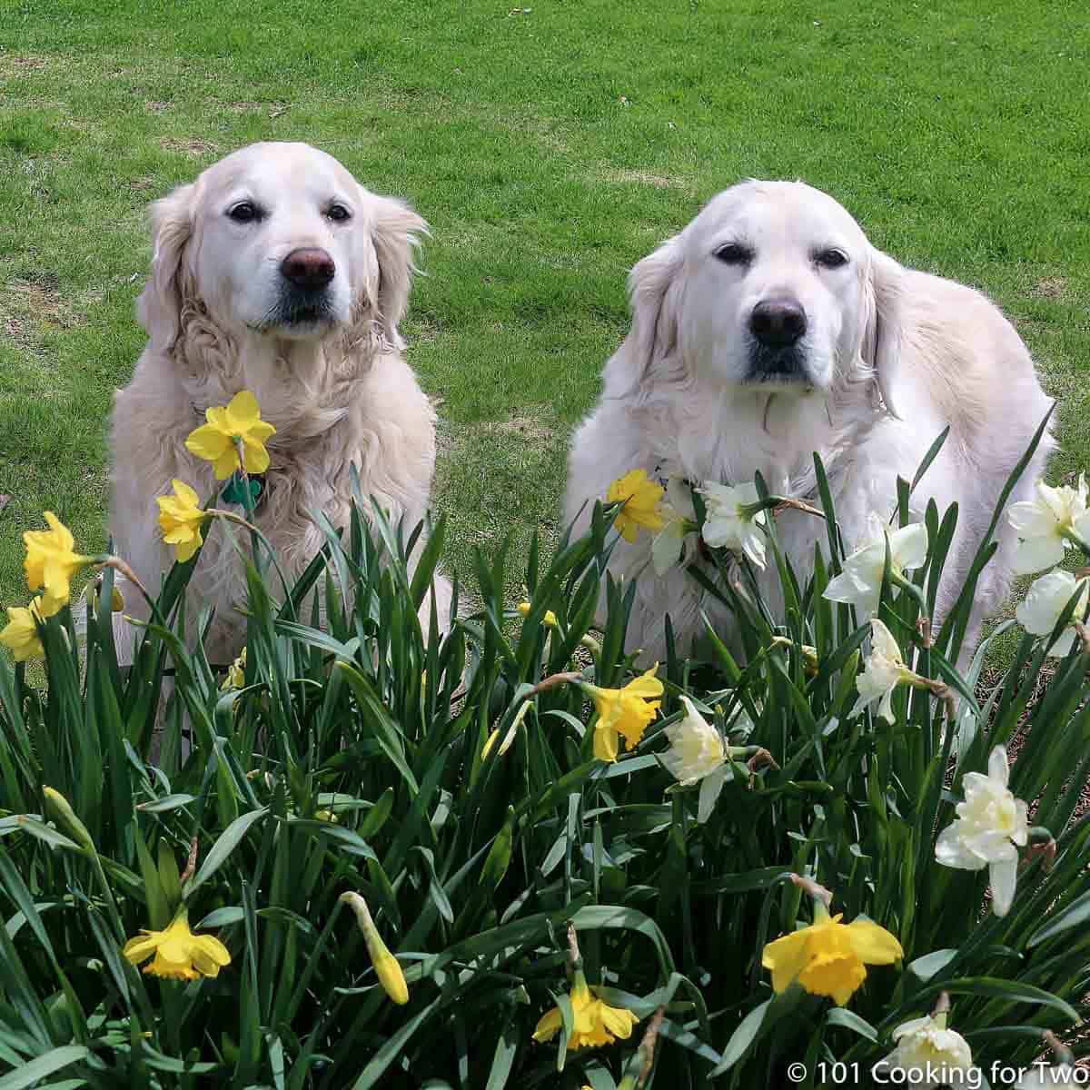 Lilly and Molly in Flowers 2022
