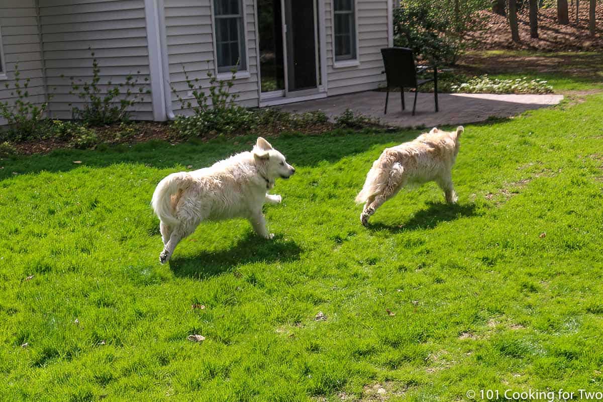 Lilly and Molly running