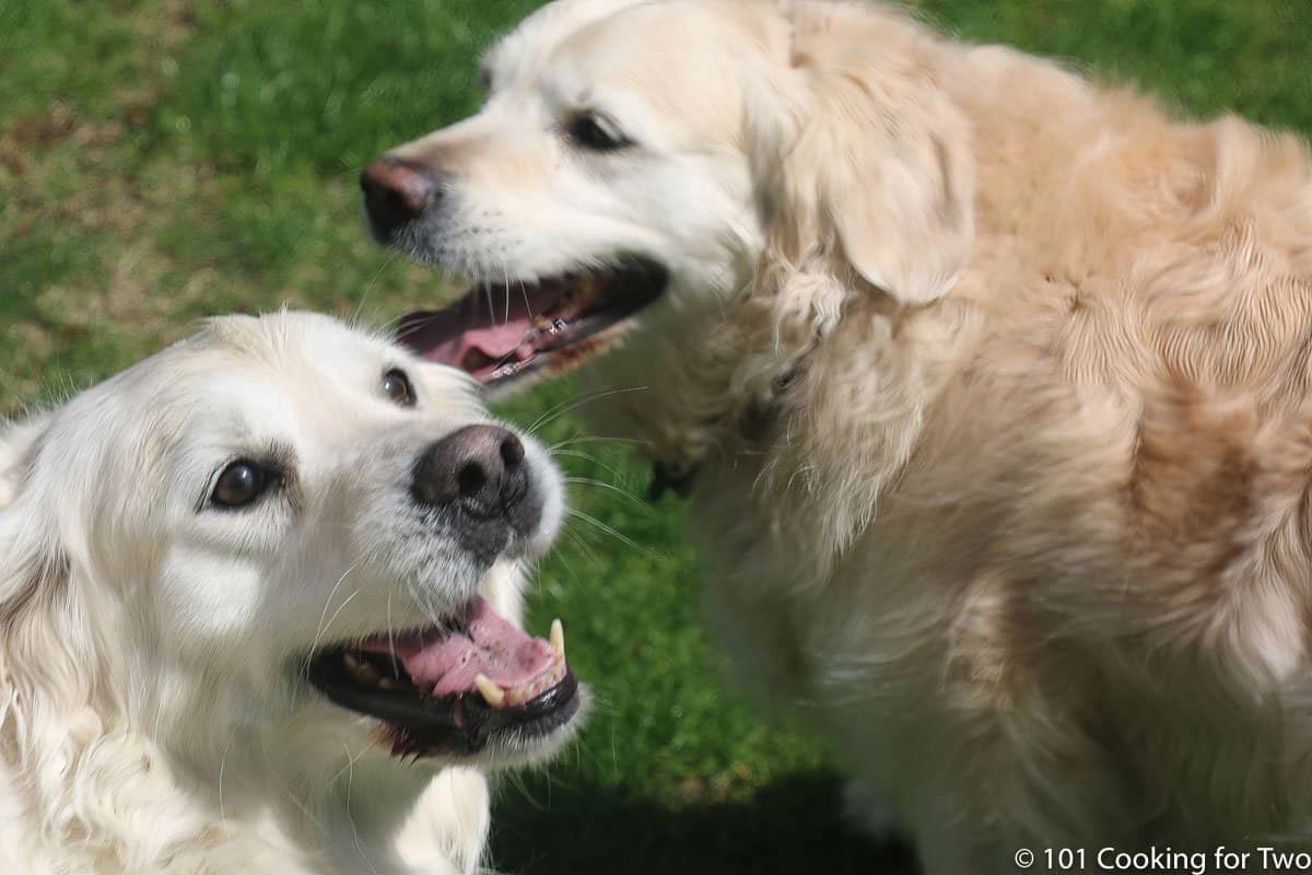 Lilly and Molly smiling