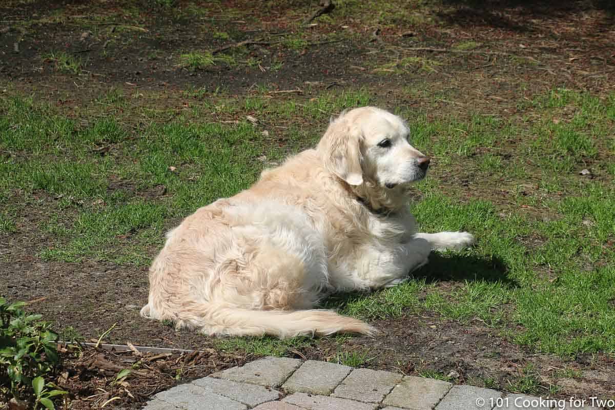 Lilly sunning herself.