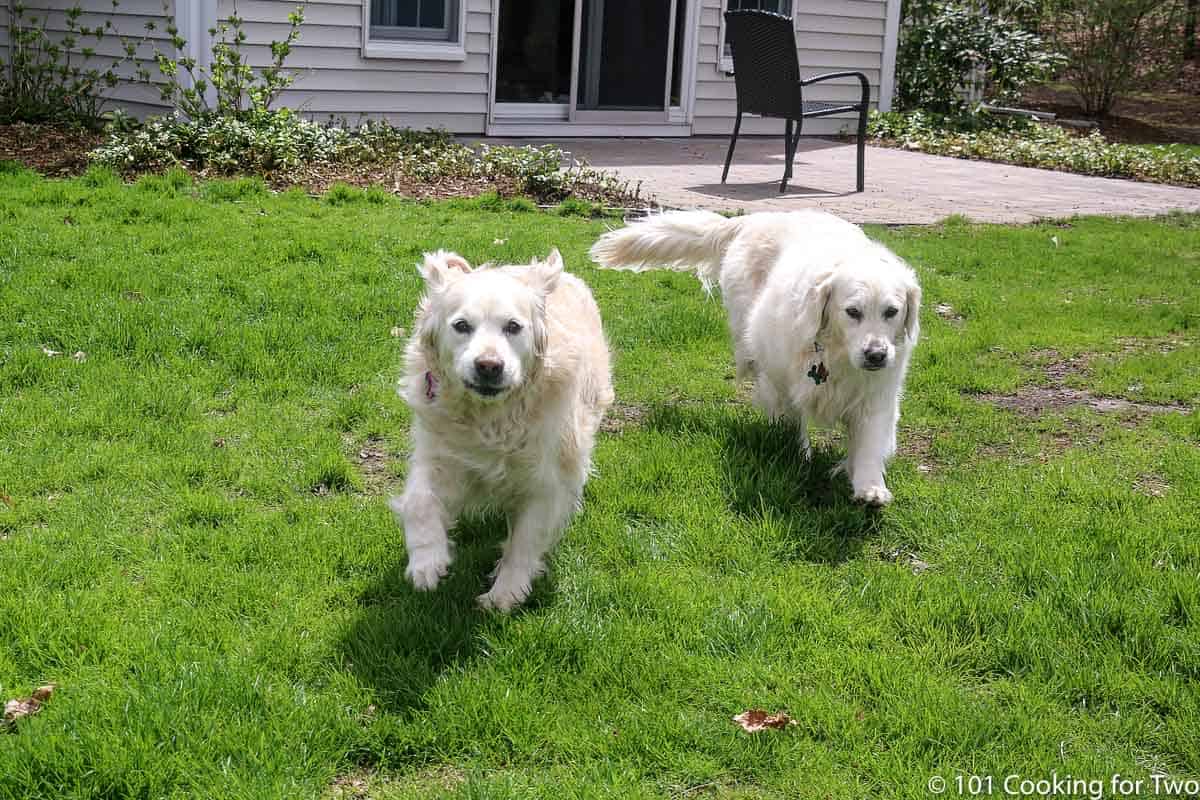 Molly and Lilly running for a treat