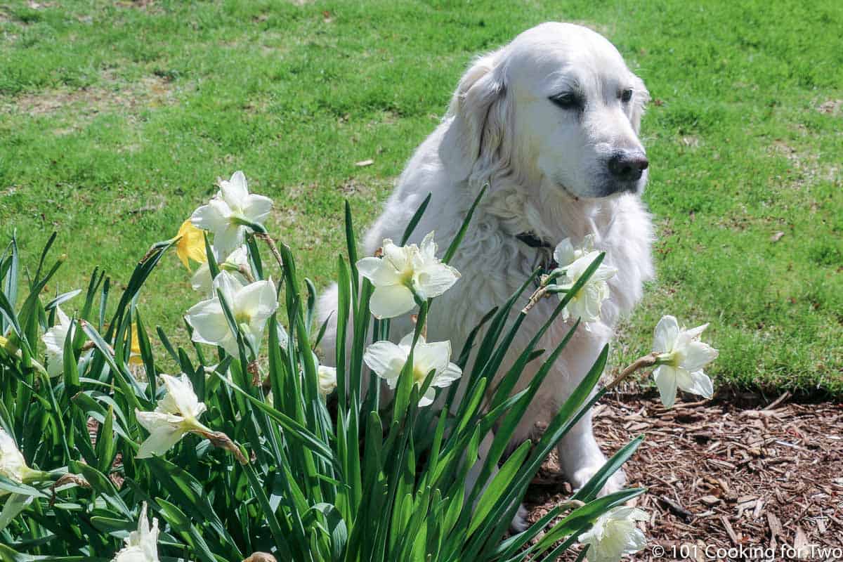 Molly in spring flowers.