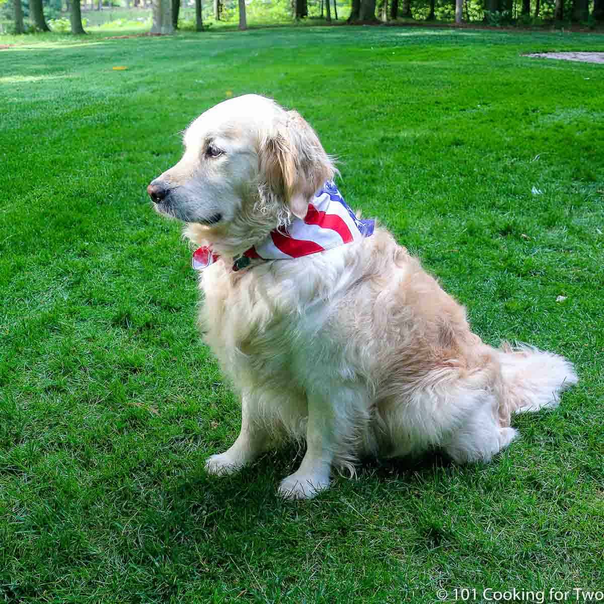 Lilly in a flag bandana