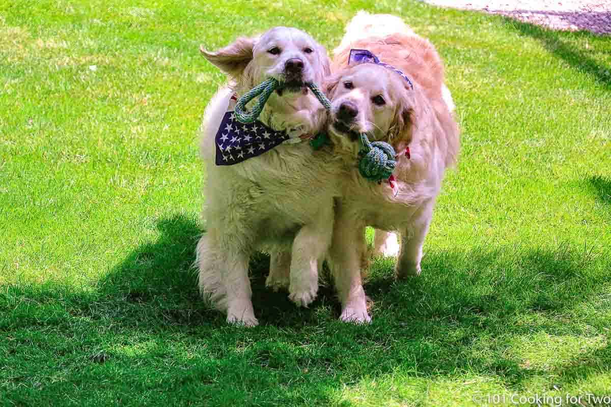Molly and Lilly in flag bandanas with a ball