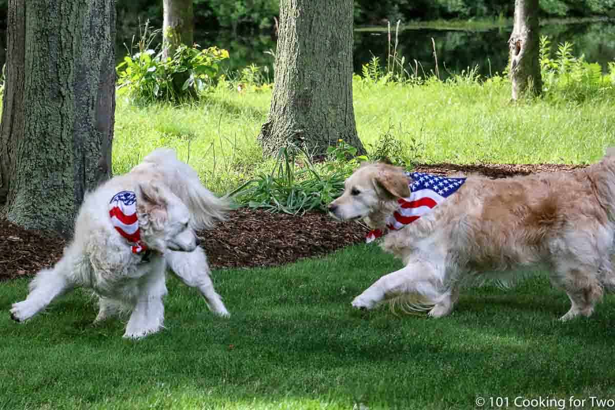 Molly and Lilly in flag bandanas.