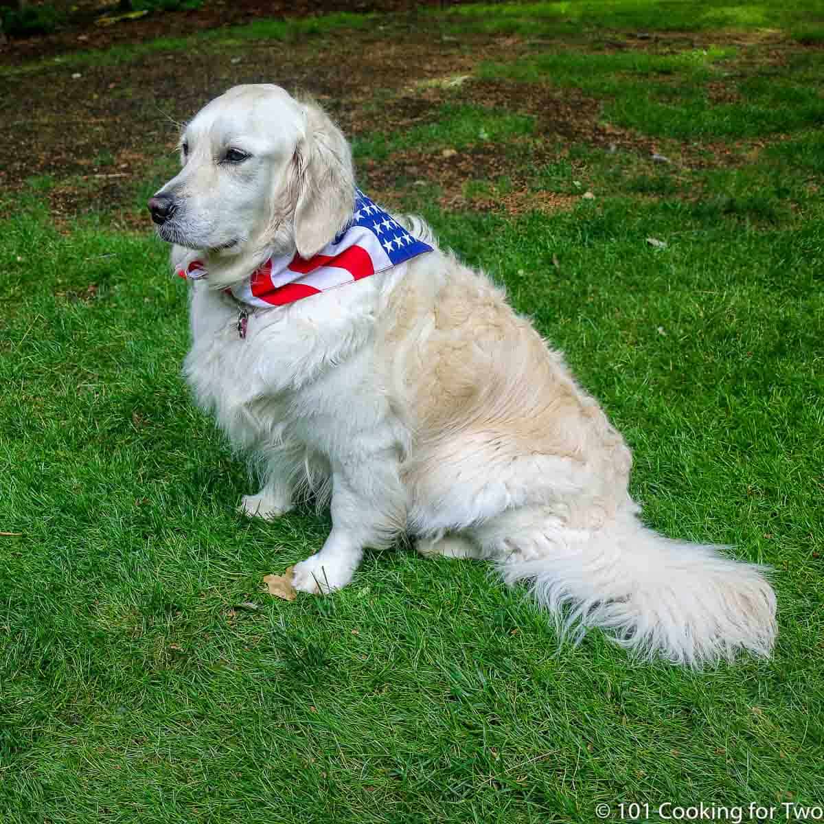 Molly in a flag bandana