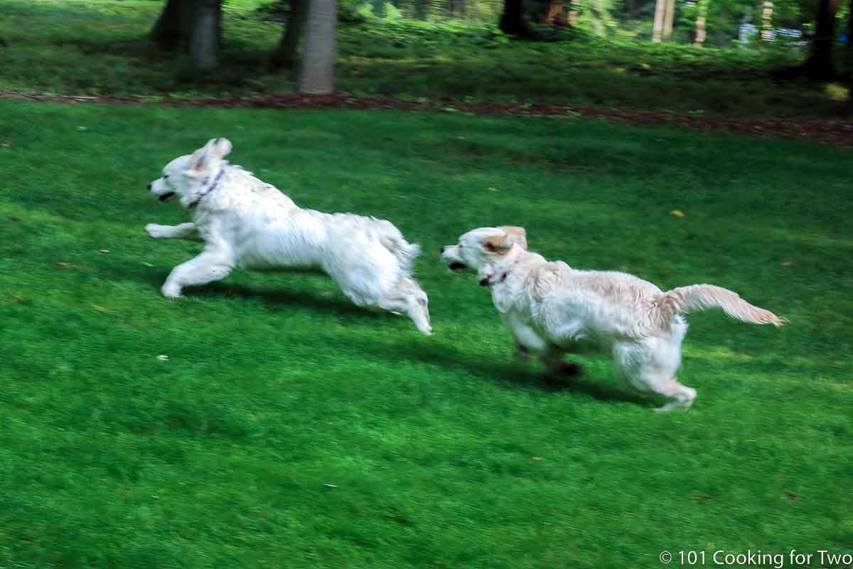 6 month old Molly and Lilly running fast