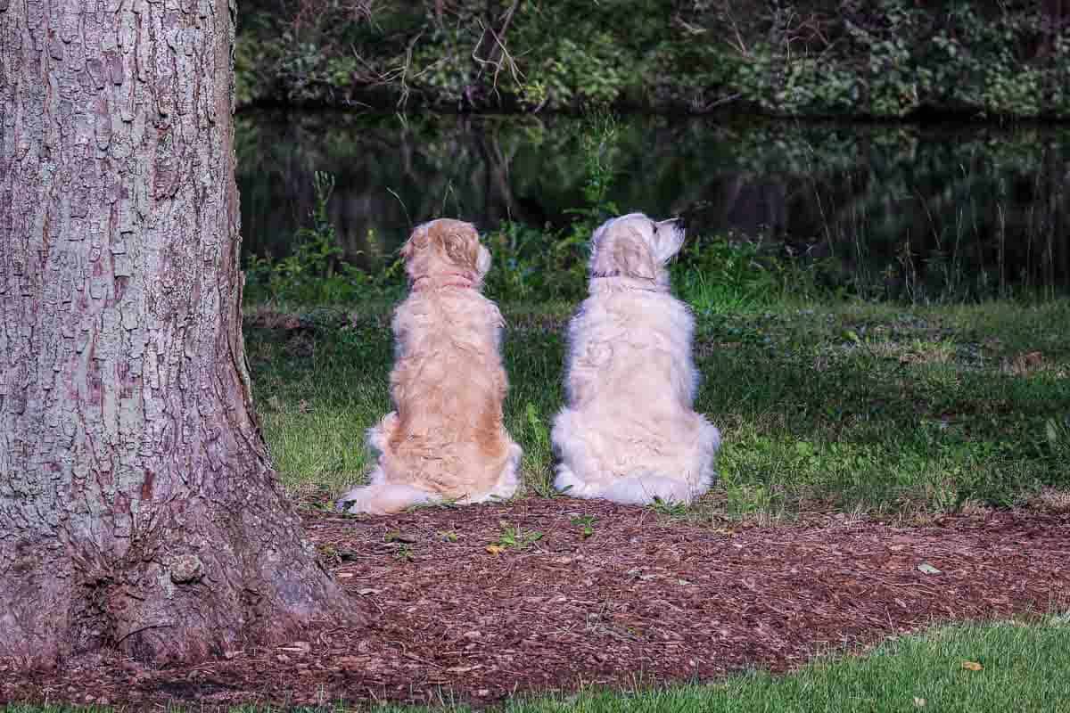 Molly and Lilly by the pond