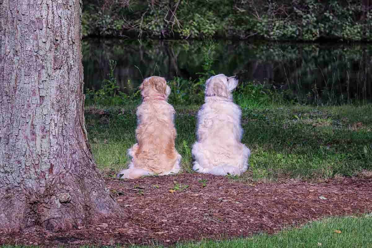 Molly and Lilly by the pond.