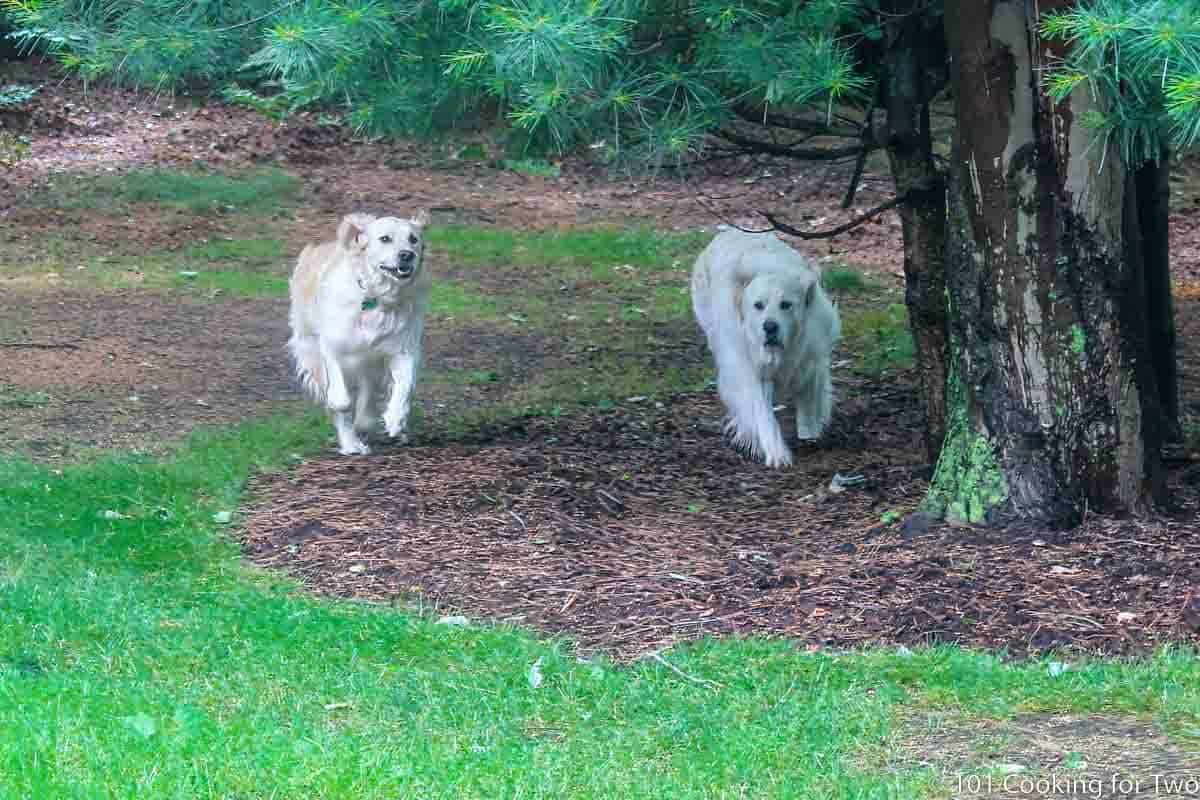 Molly and Lilly running in the woods.