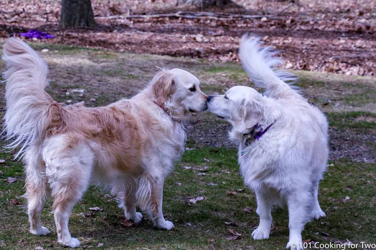 Molly and Lilly sniffing