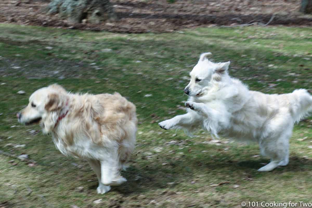 dogs romping in yard.