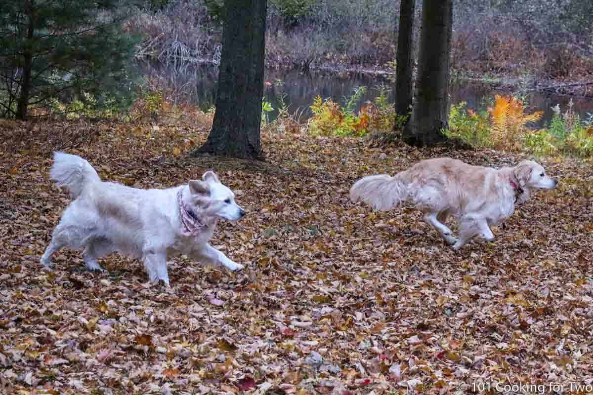 dogs running in fall leaves.