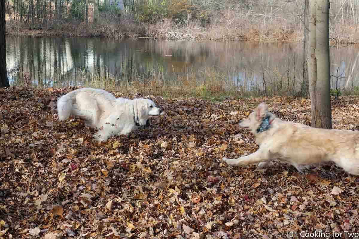 dogs running in leaves.