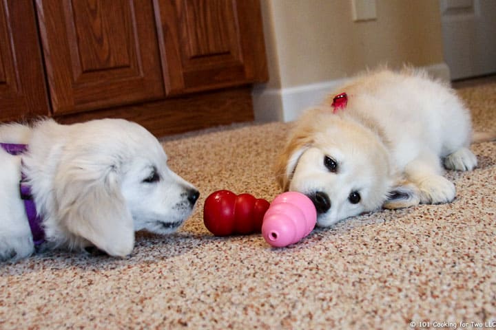 Dogs 3 mo with Kong 4