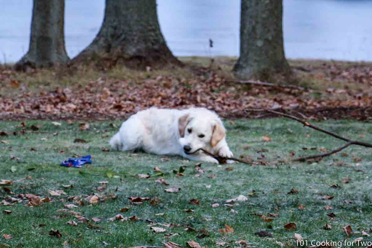 Lilly chewing a stick.