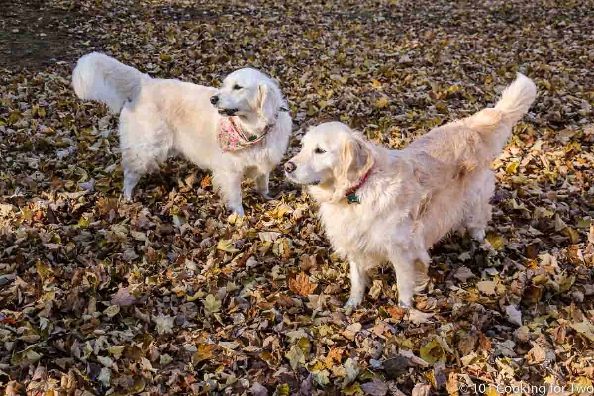 Molly and Lilly in leafy yard.