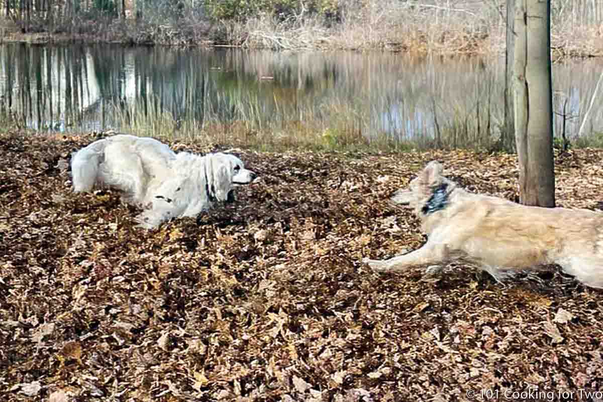 Molly and Lilly in leaves.