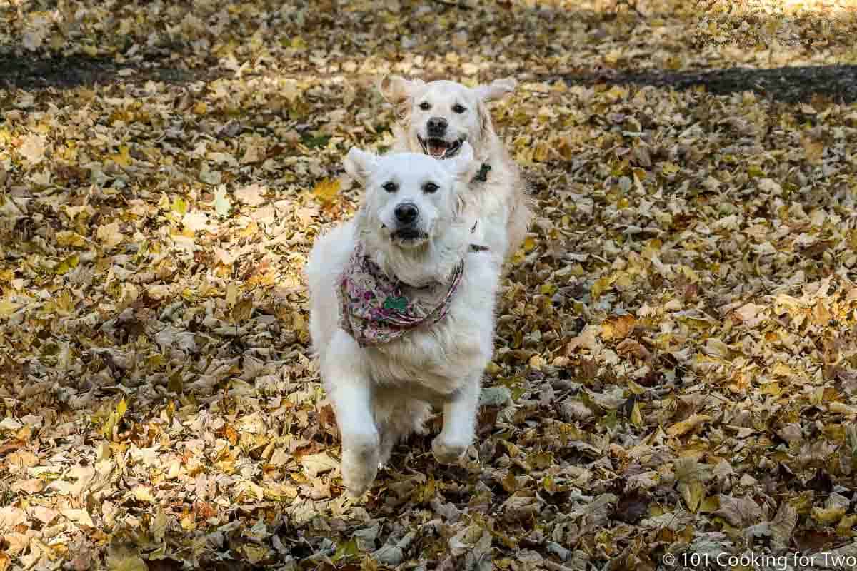 Molly and Lilly running in a row.