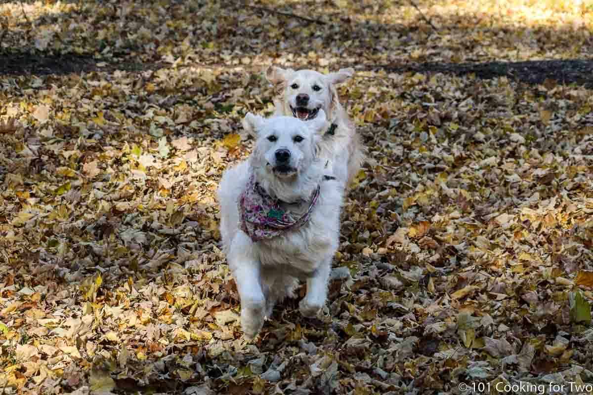 Molly and Lilly running in a row